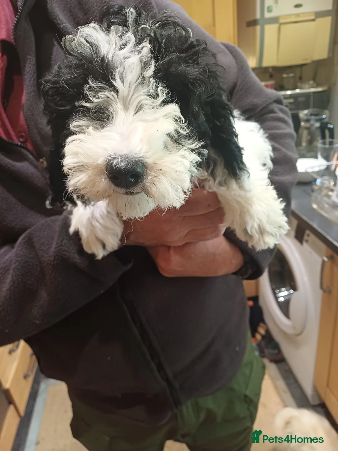 Cockapoo dogs for sale: Cute Cockapoo pups in Penrith - Advert 5