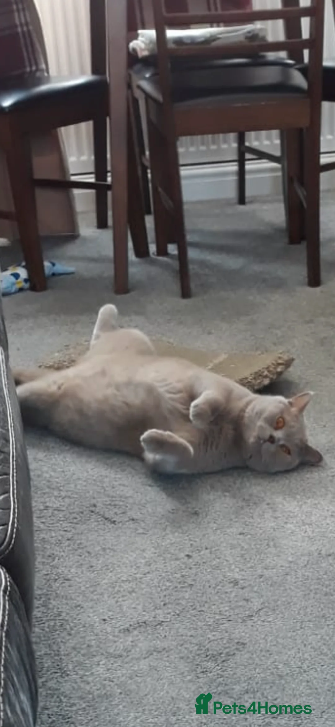 British Shorthair cats for sale: Bruno  in Tamworth - Advert 2