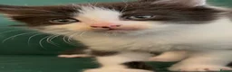 Domestic Shorthair cats for sale: Beautiful Tuxedo Kittens Looking for new Homes🐾❤️ - Advert 7