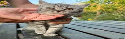 British Shorthair cats for sale: Beautiful British short hair kittens  - Advert 4