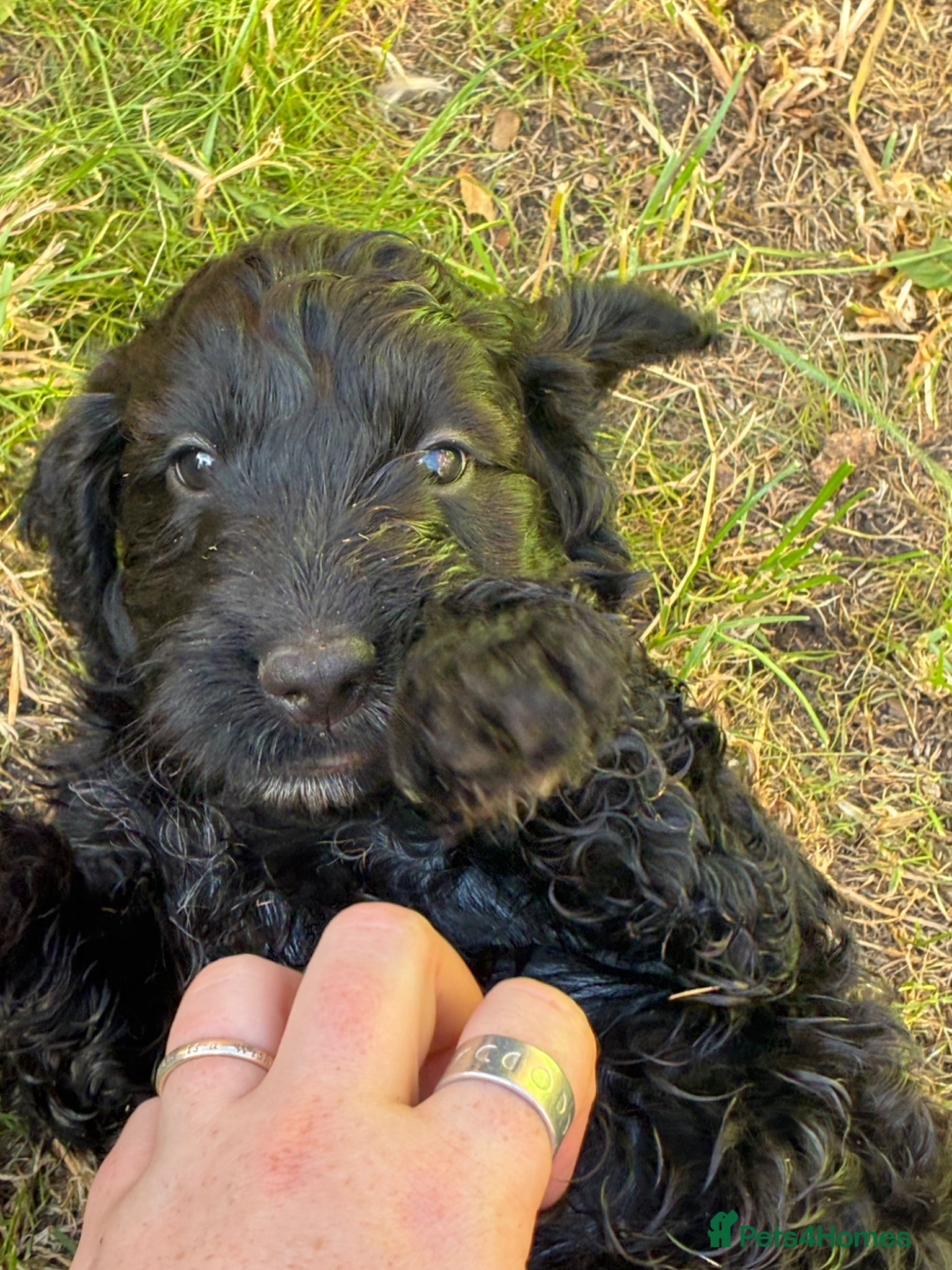 Cockapoo dogs Available now! Cutest cockapoos ever! - Advert 1