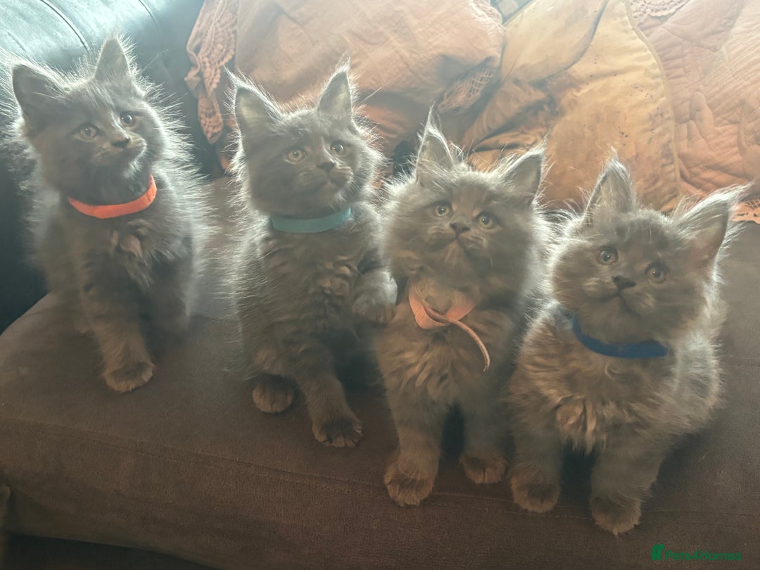 Maine Coon cats for sale: Blue Maine Coon Kittens – Active TICA Registered  - Advert 5
