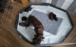 Cocker Spaniel dogs for sale: Working Cocker Spaniels - Image 8
