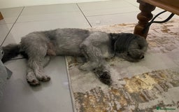 Shichon dogs for stud: Shicon for stud - Advert 2