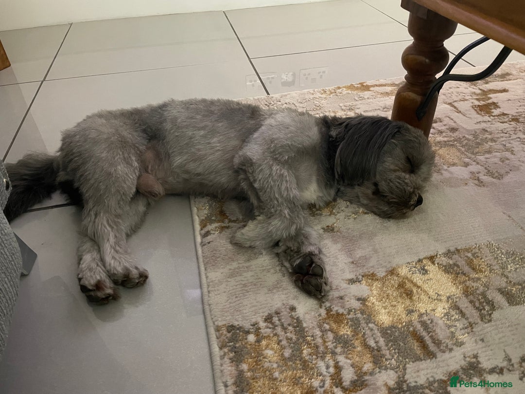 Shichon dogs for stud: Shicon for stud - Advert 2