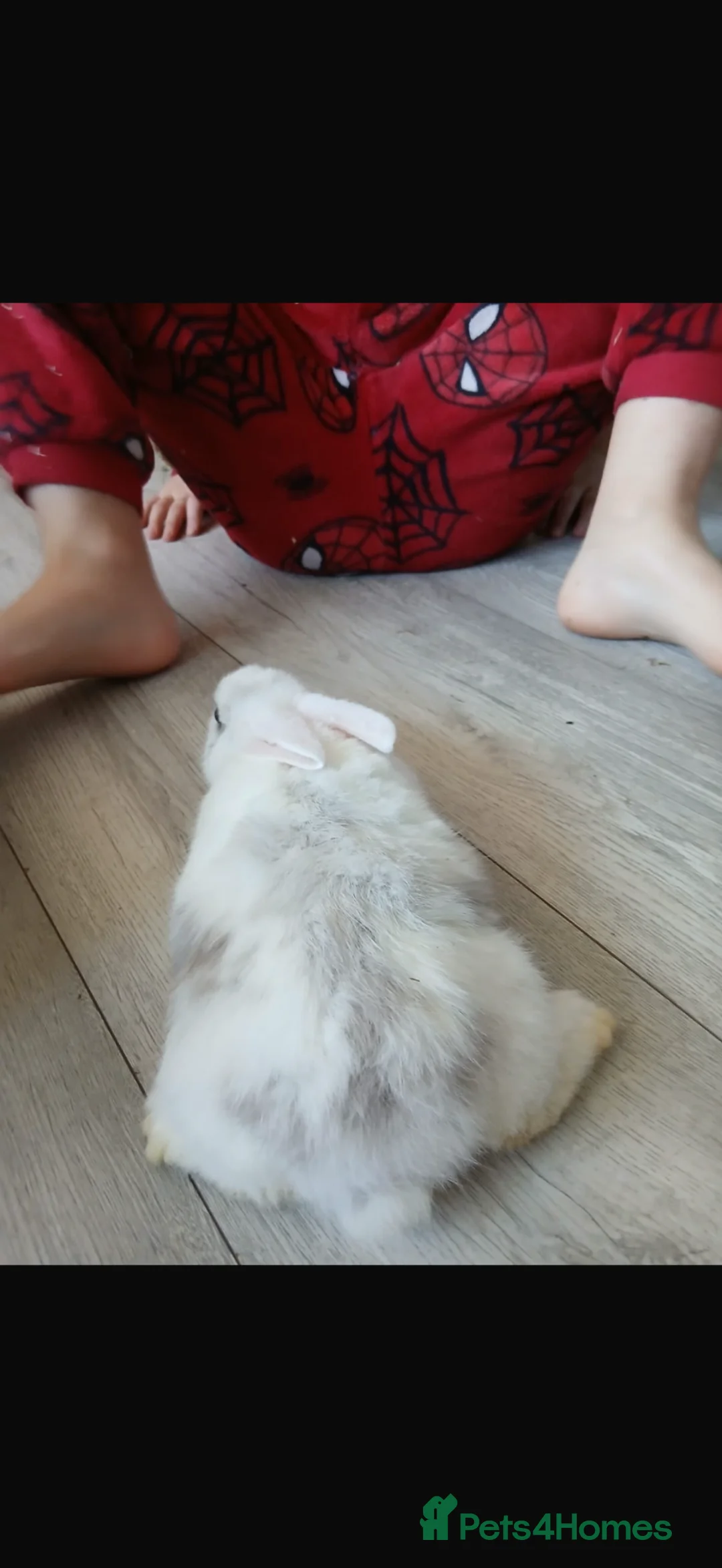 Mini Lion Lop rabbits for sale: 4 bonded mini lion lops  - Advert 1