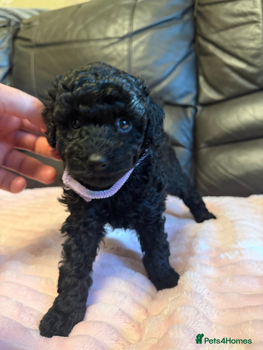 Toy Poodle dogs for sale: KC REG Purebred Stunning Toy Poodle Pups❤️  - Image 12