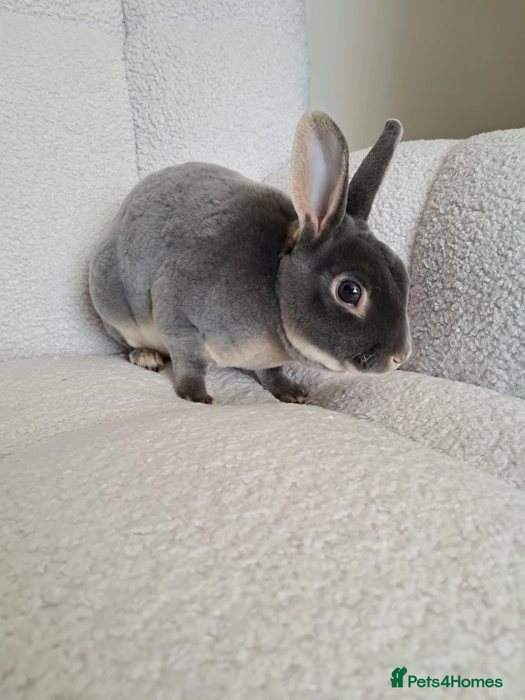 Rex rabbits for sale: Mini rex blue otter buck and kits due - Advert 1