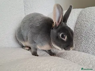 Rex rabbits Mini rex blue otter buck and kits due - Advert 11