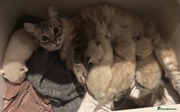 Ragdoll cats for sale: Ragdoll/Siamese Beautifull kitten +chip - Image 16