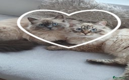 Siberian cats for sale: GCCF champion bloodline siberian nevas - Image 3