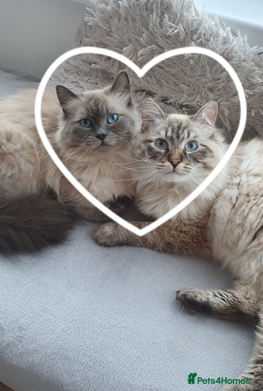 Siberian cats for sale: GCCF champion bloodline siberian nevas - Image 3