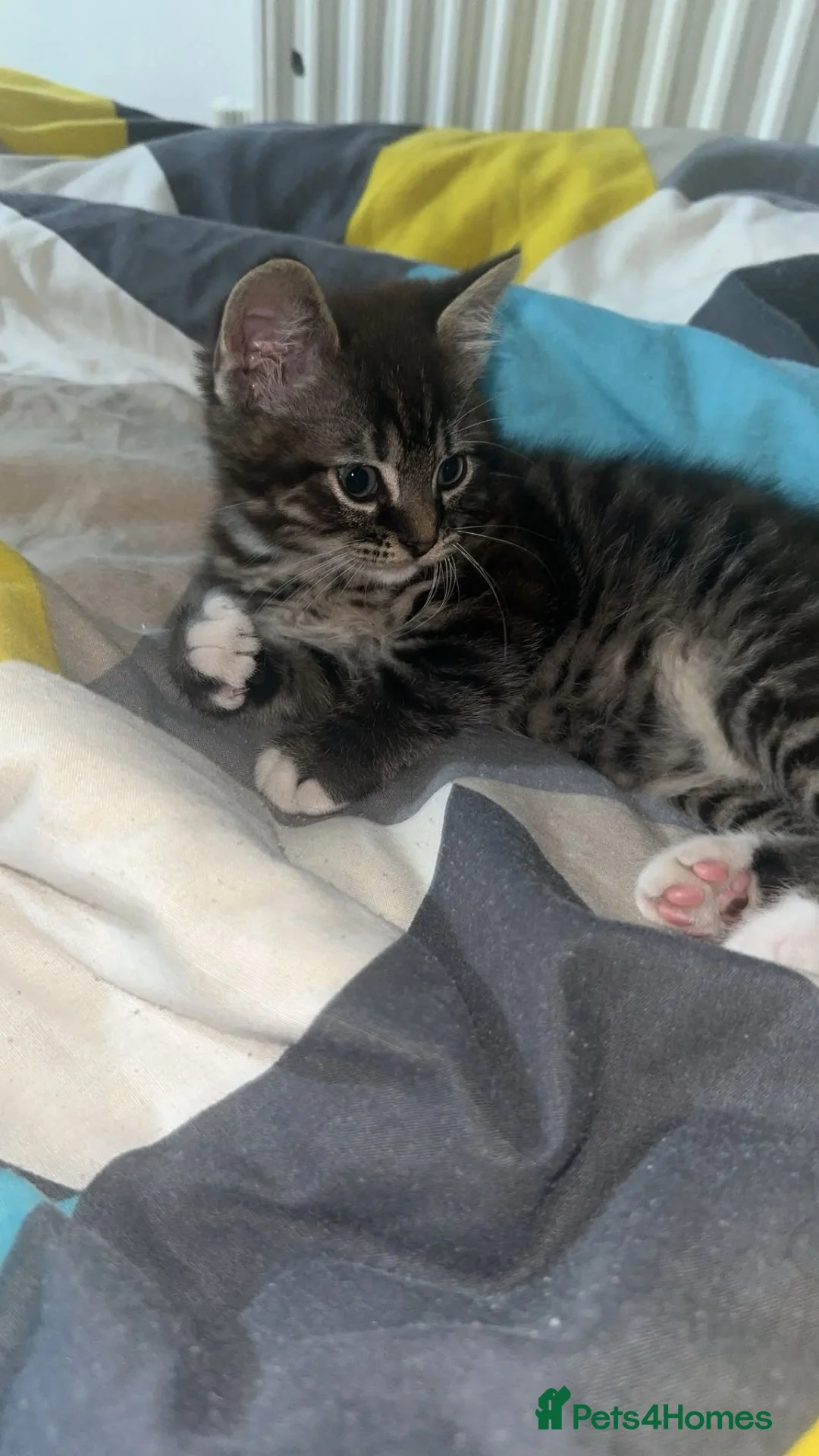 Mixed Breed cats for sale: Kitten for sale in Walsall - Advert 2