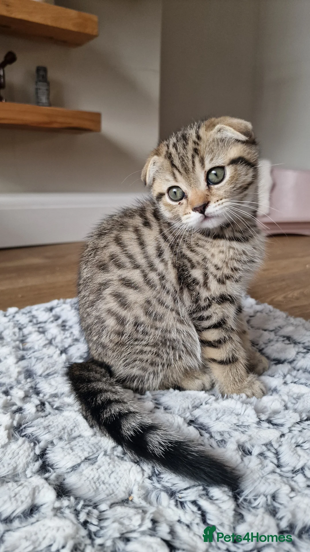 Scottish Fold cats for sale: 🐾 Gorgeous Scottish Fold! 🐾 Ready in London - Advert 25