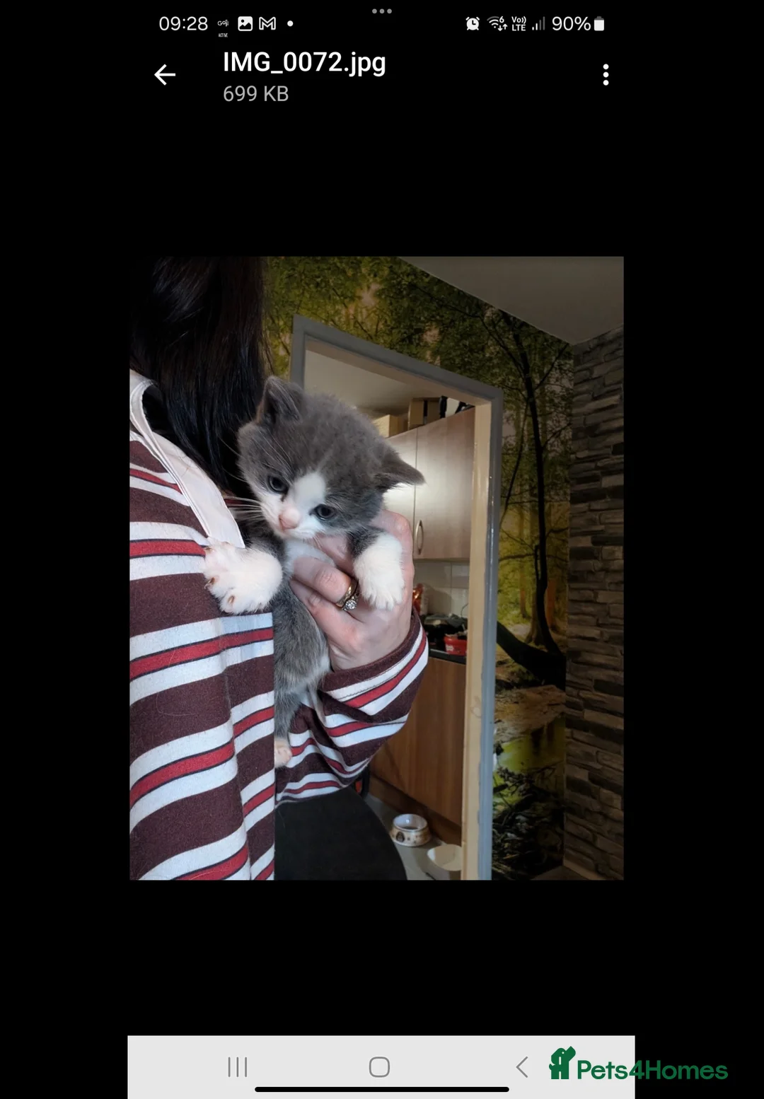 British Shorthair cats for sale: British shorthair kittens  - Advert 5