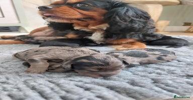 Cavapoo dogs - Advert 1