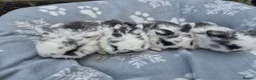 Mini Lop rabbits for sale: Mini lop.ear bunnies. - Advert 2