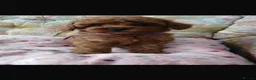 Cavapoo dogs for sale: Fox red cavapoos in Bristol - Advert 7