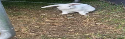 Mixed Breed rabbits for sale: Male and female rabbit in Halstead - Advert 5