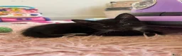Mixed Breed cats for sale: 2 black and white Kittens  - Advert 10