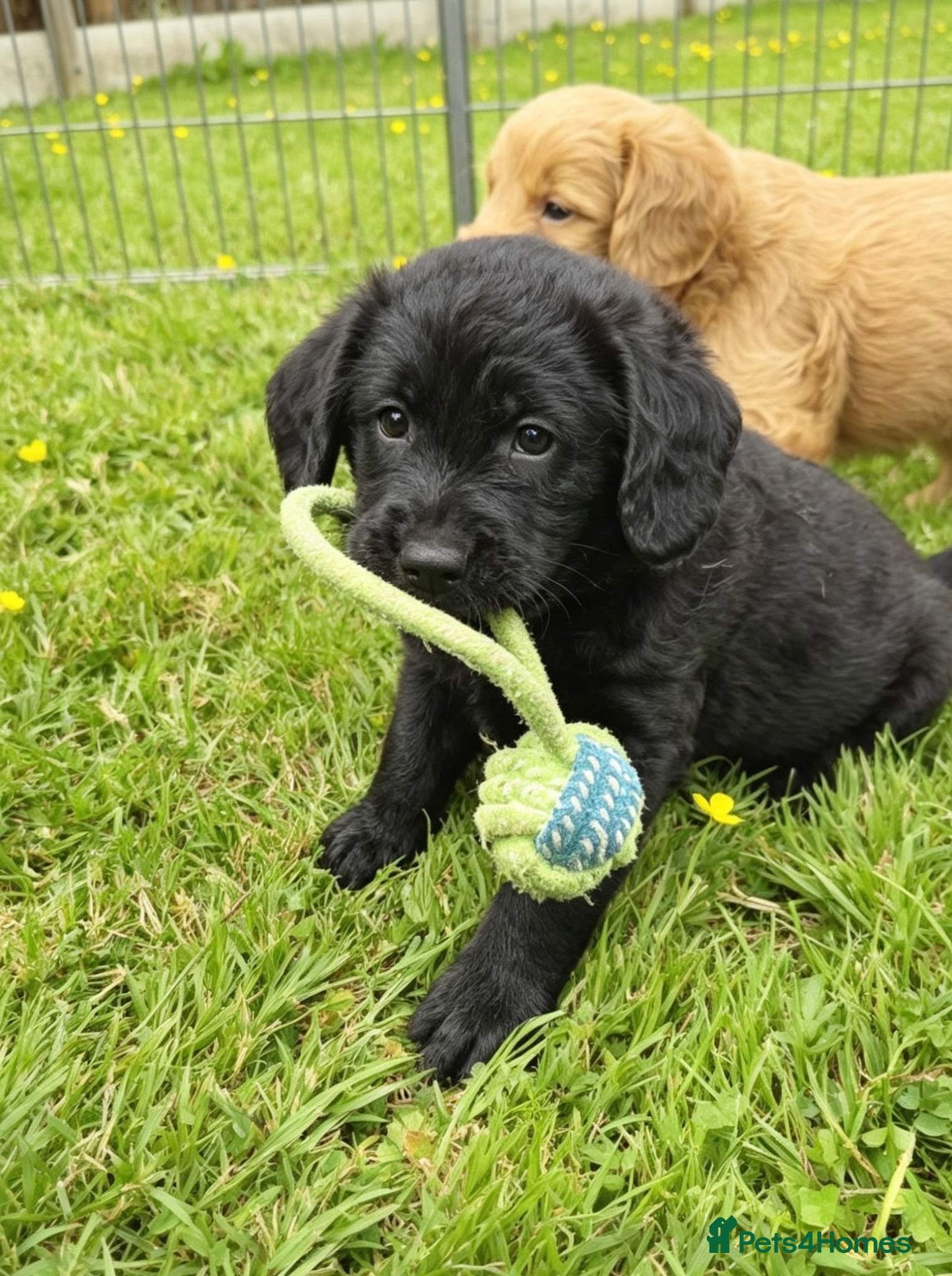 Labradoodle dogs Extensively Health Tested F1 Miniature Labradoodle - Advert 1