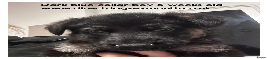 German Shepherd Puppy 2