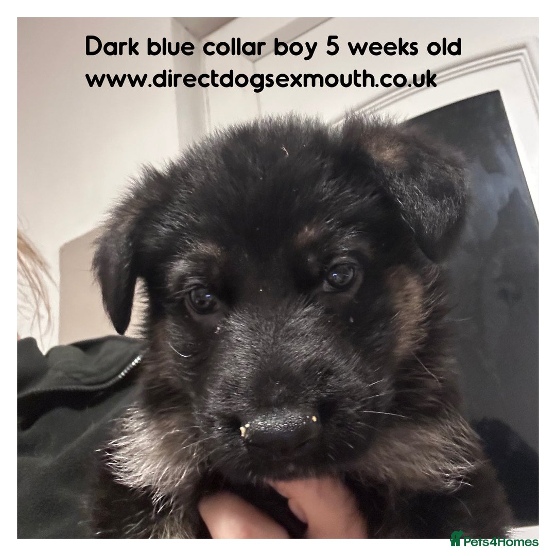 German Shepherd dogs for sale: German shepherd puppies  - Image 32