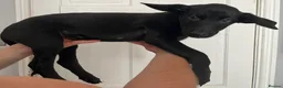 Mixed Breed dogs for sale:  **Only 8 left** Belgian Malinois x Dobermann pups - Advert 19