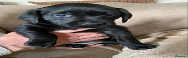 Labrador Retriever Puppy 3