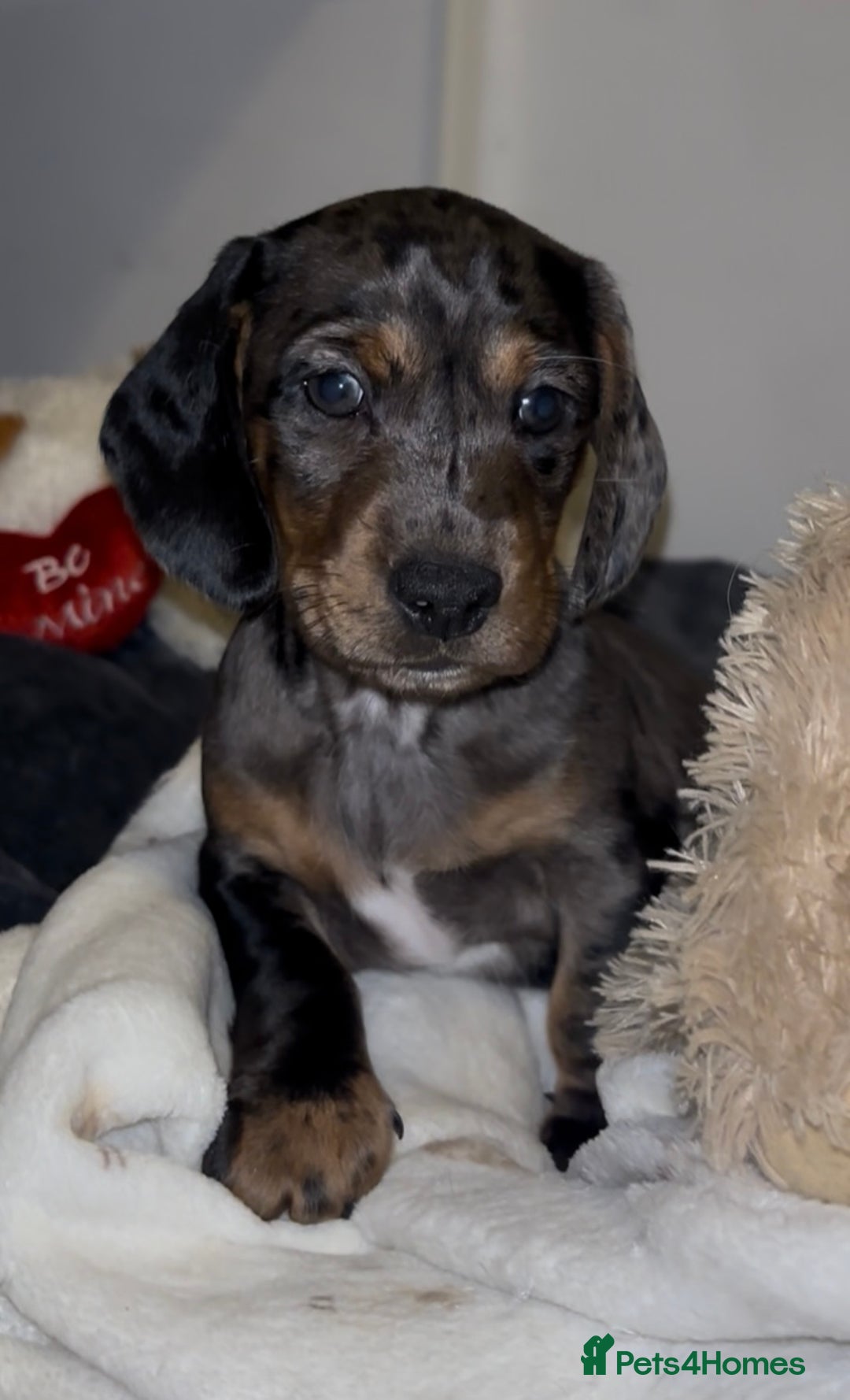 Mixed Breed dogs for sale: Miniature dachshunds puppies - Advert 18