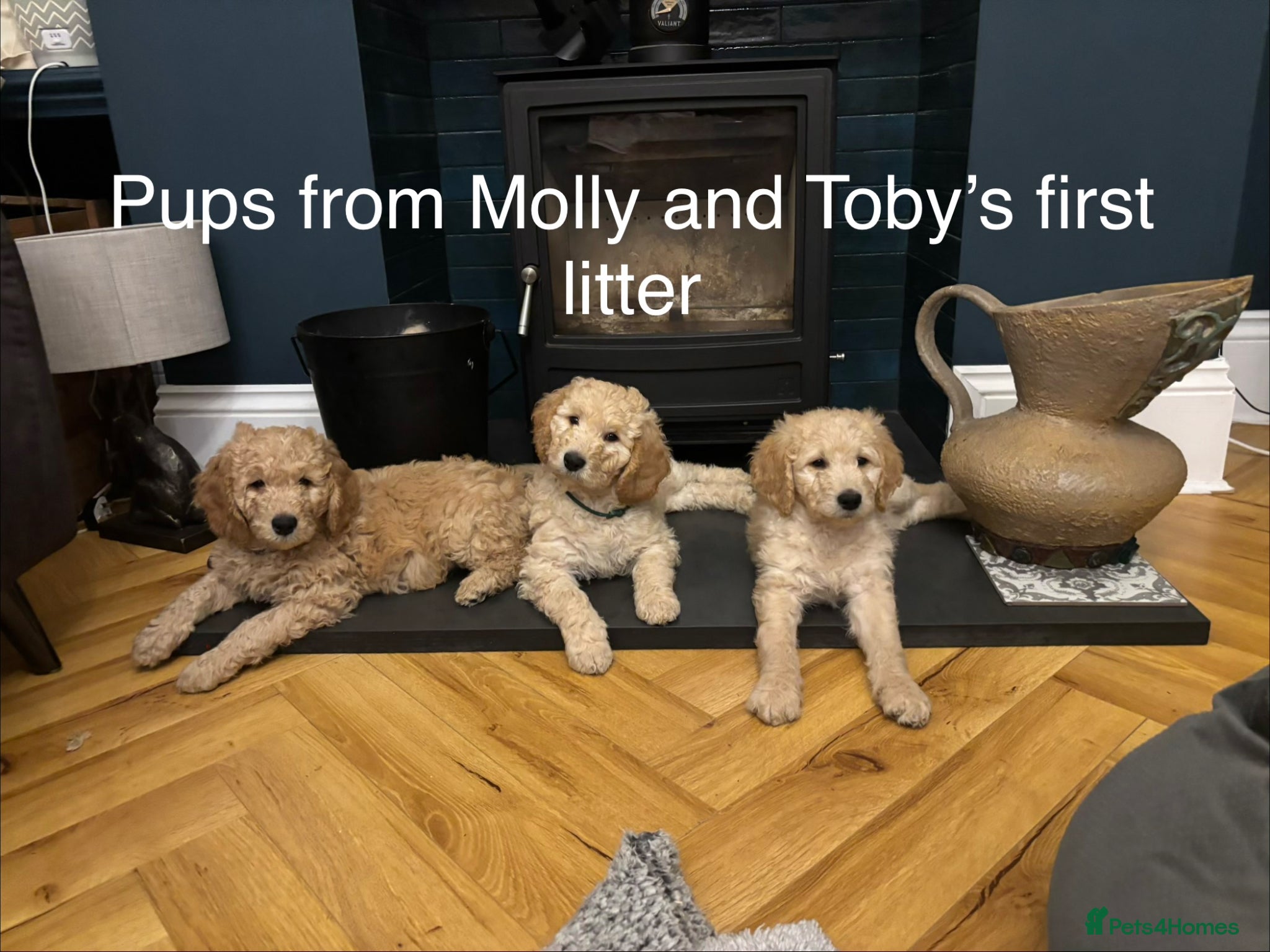 Double Doodle dogs for sale: Beautiful double/golden doodles from family pet - Advert 16