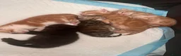 Mixed Breed cats for sale: Beautiful kittens for sale ,ready  end of July  - Advert 9