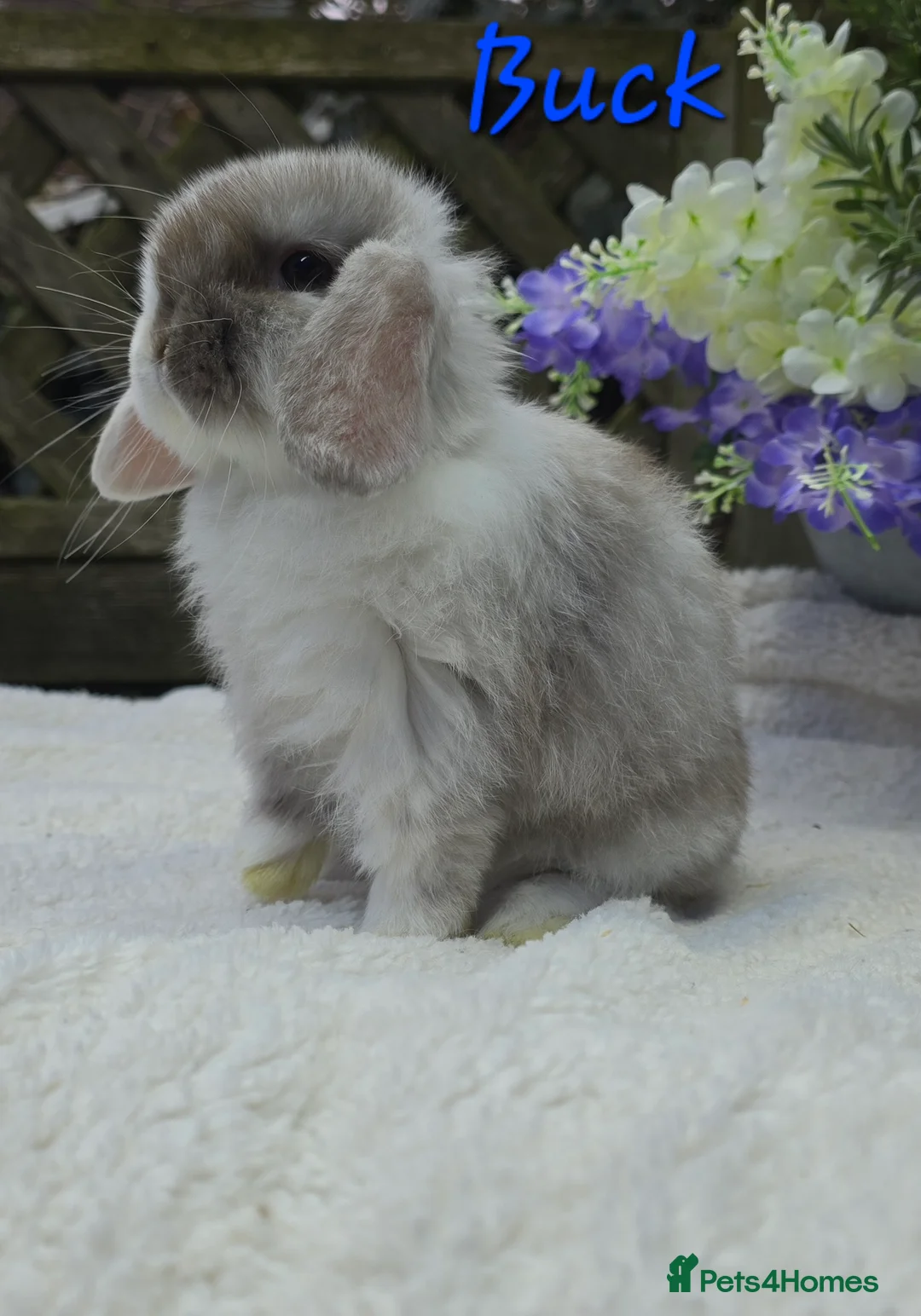 Mini Lop rabbits for sale: Beautiful mini lops girls and boys - Advert 3