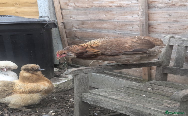 Hens poultry - Advert 1