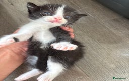 Turkish Van cats for sale: Black and white kittens last boy left  - Image 20