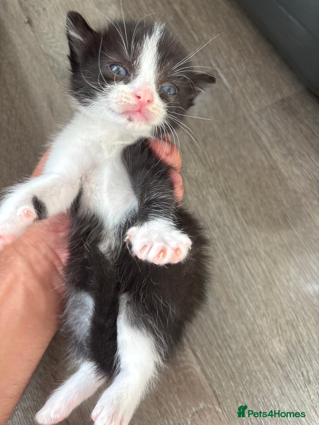 Turkish Van cats for sale: Black and white kittens last boy left  - Image 20