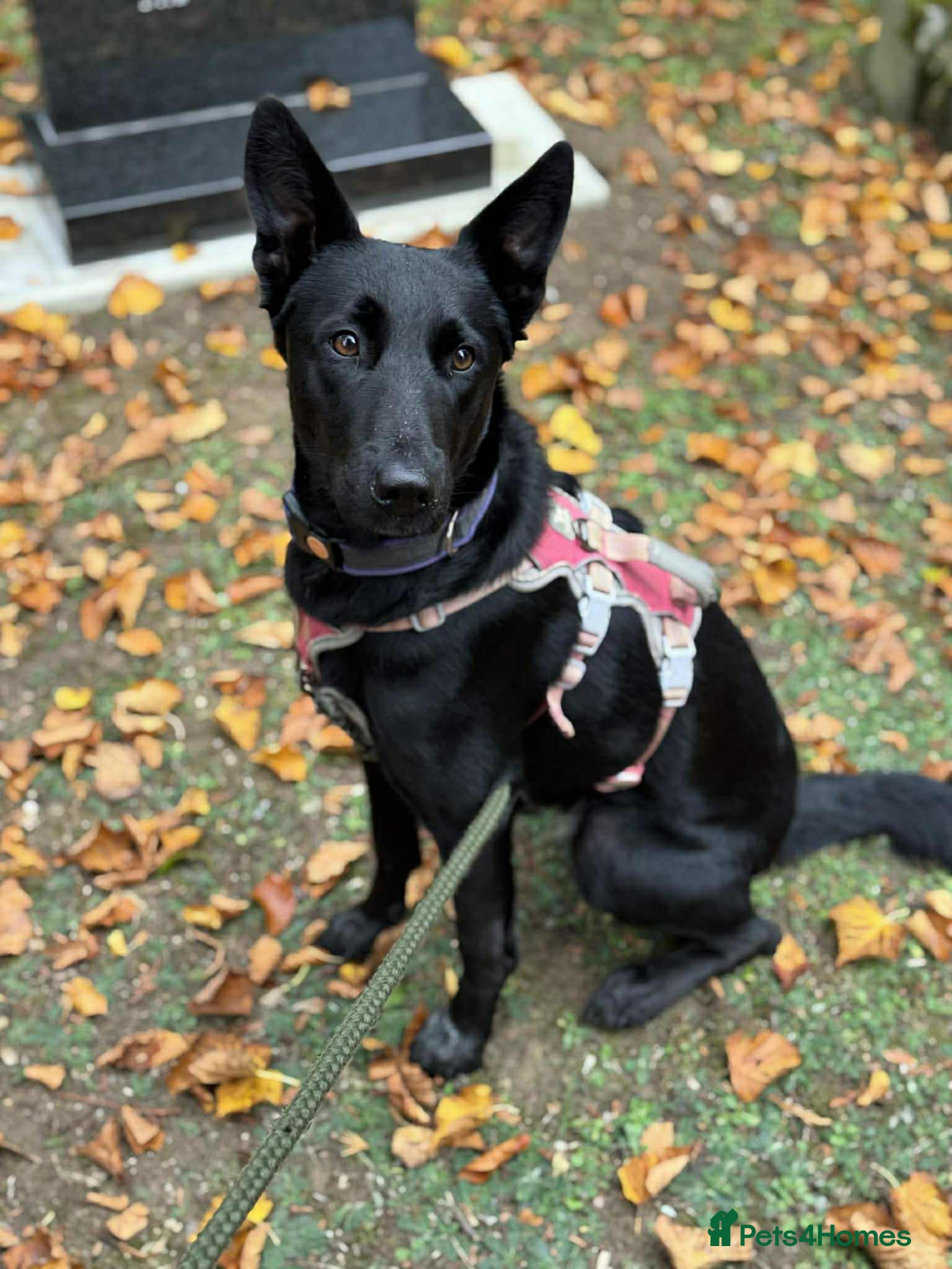 Mixed Breed dogs NELLIE - Advert 9