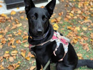 Mixed Breed dogs NELLIE - Advert 11