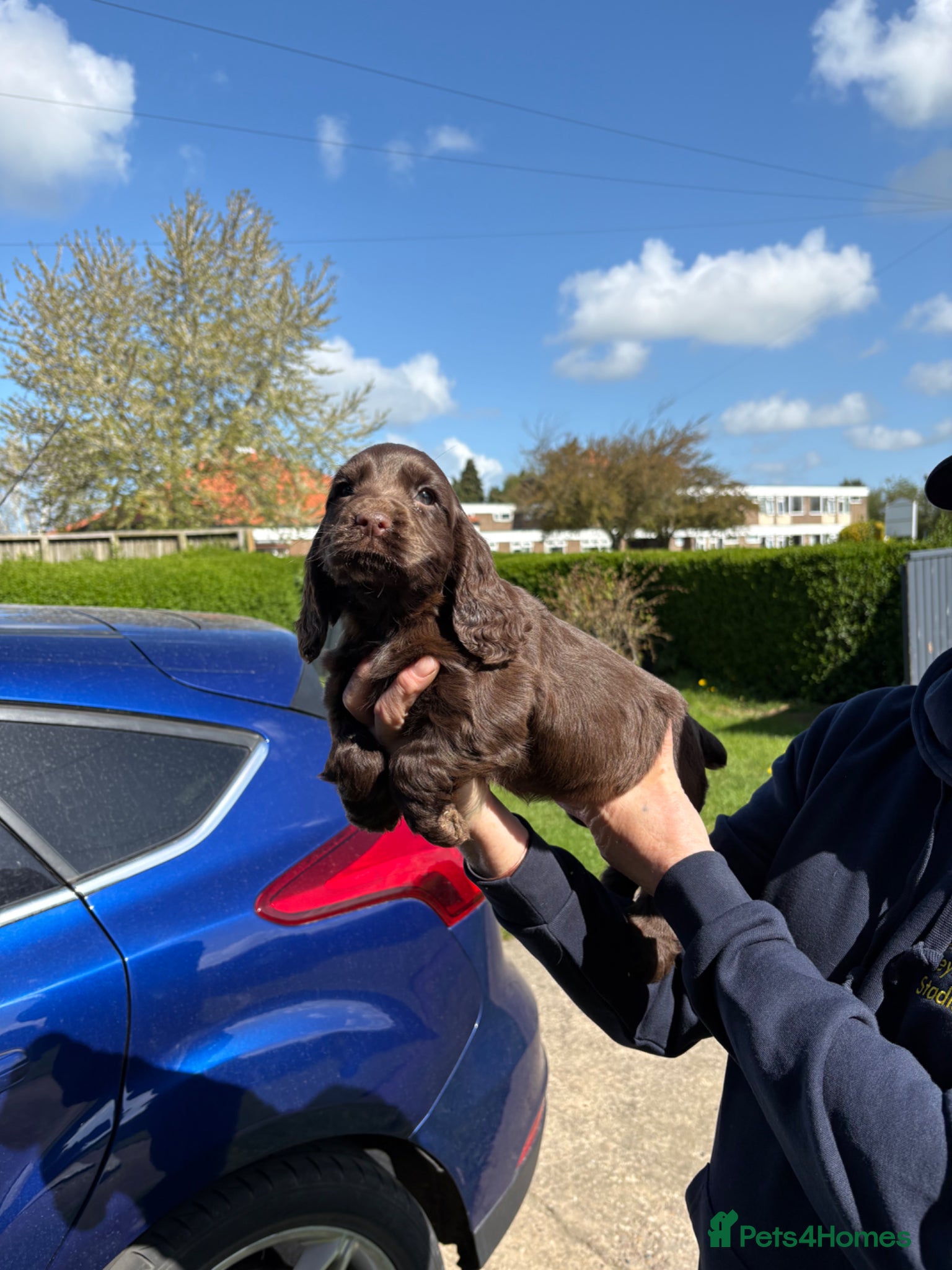 Sprocker dogs Sproker - Advert 18