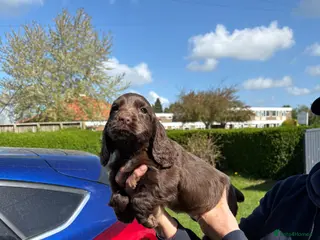 Sprocker dogs Sproker - Advert 18