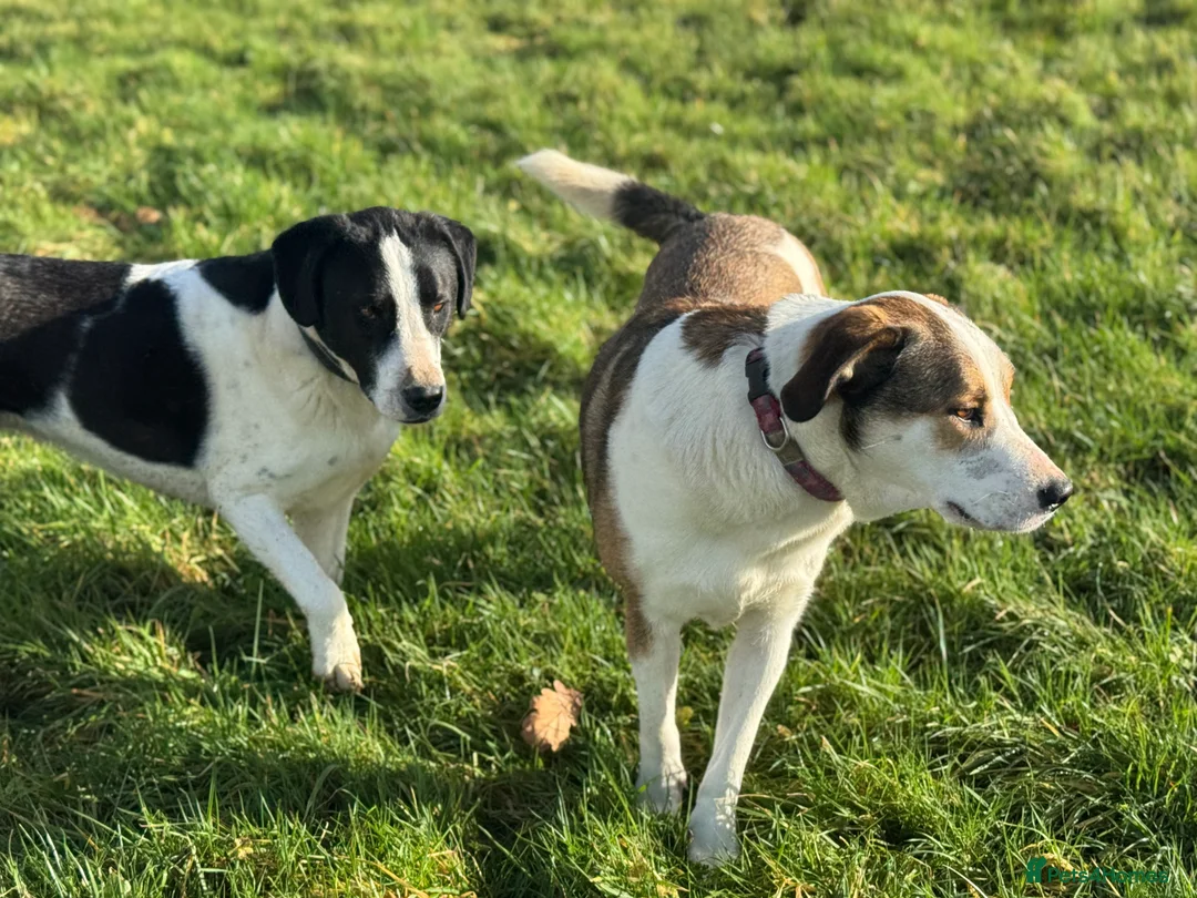 Mixed Breed dogs for adoption: Maya & Luca still waiting for you to see them 💔 - Advert 26