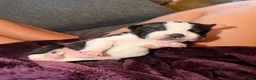 American Bull Staffy dogs for sale: Blue american staffies in Skelmersdale - Advert 6