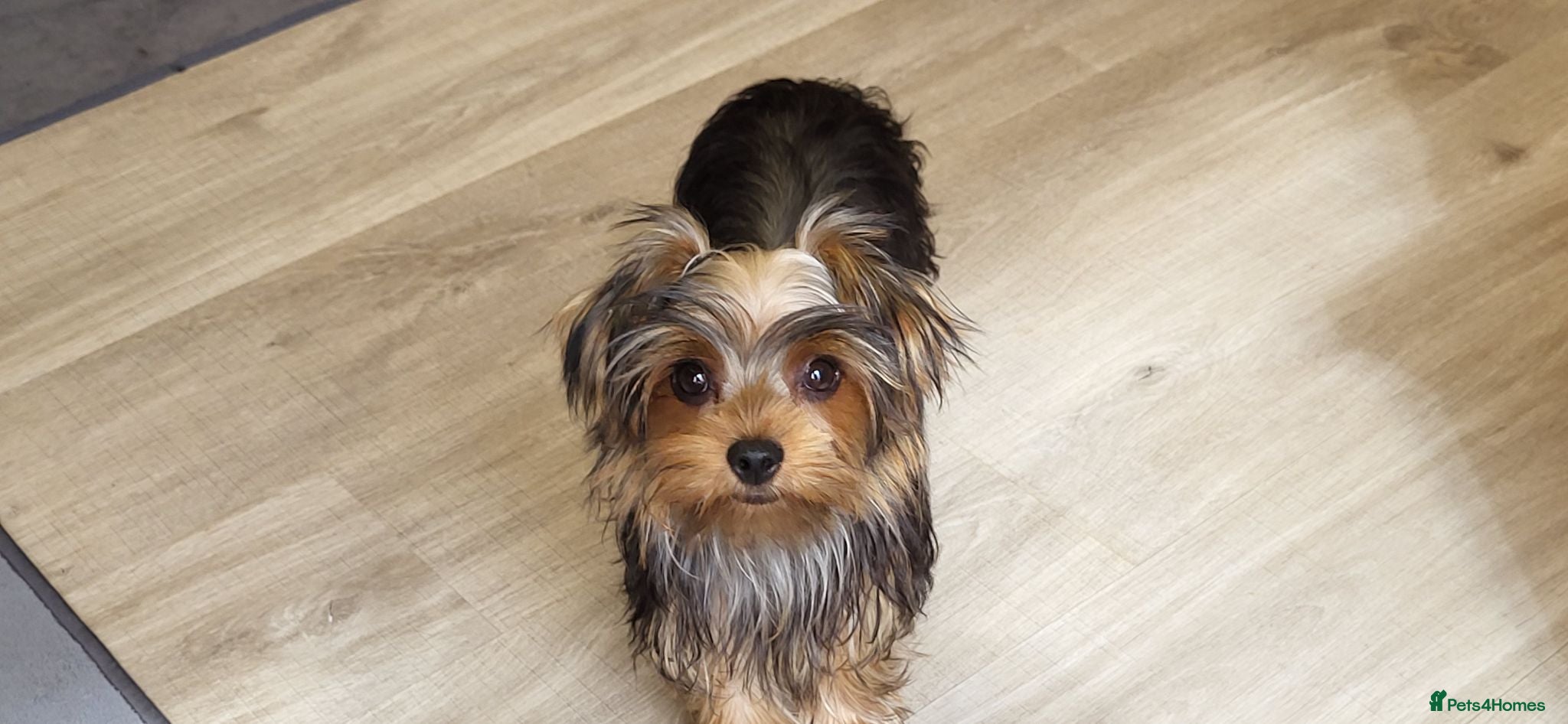 Yorkshire Terrier dogs Stunning Yorkshire Terrier puppies.  - Advert 8