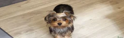 Yorkshire Terrier dogs for sale: Stunning Yorkshire Terrier puppies.  - Advert 4
