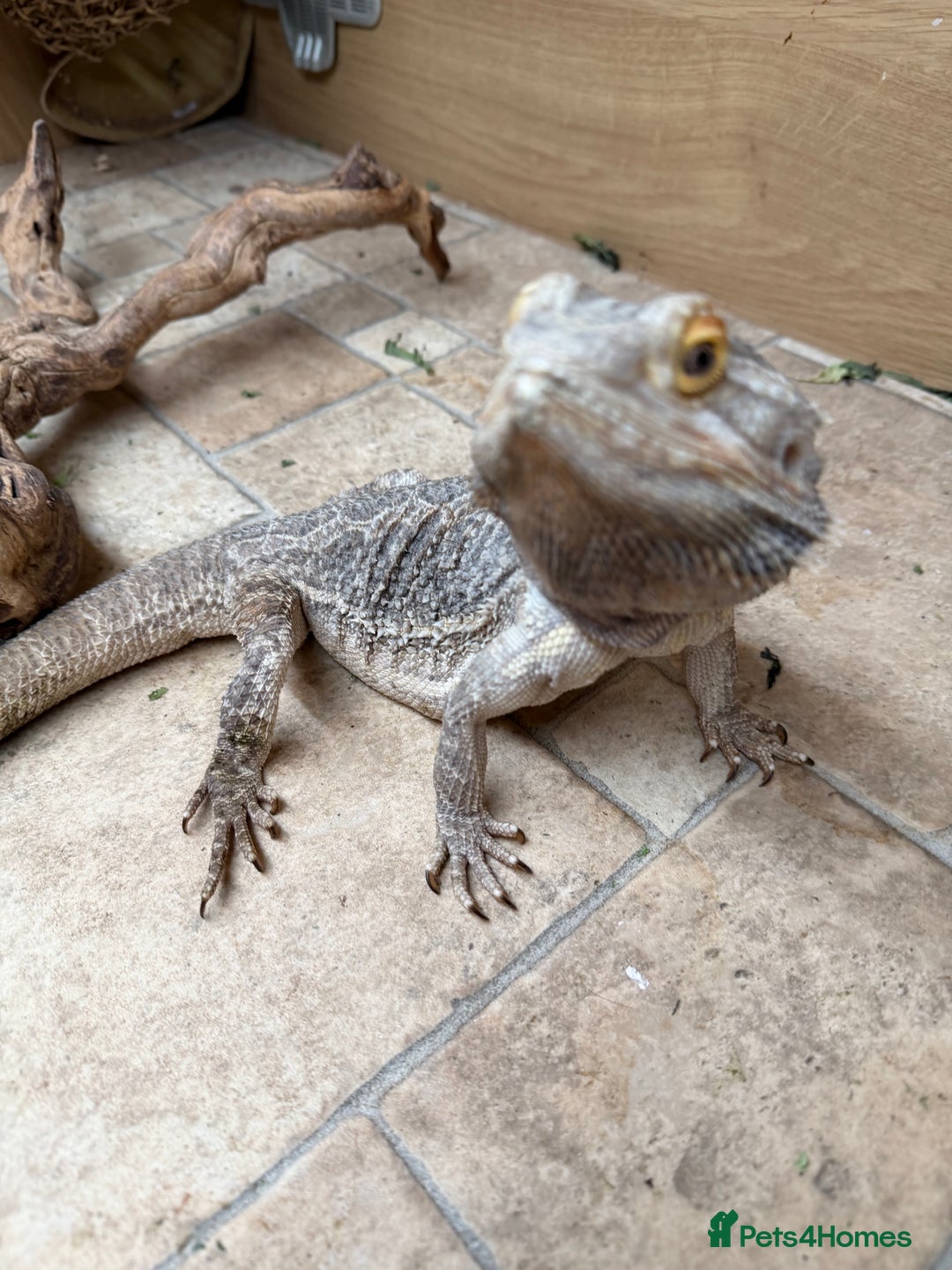 Bearded Dragon reptiles for sale: Male Bearded Dragon - rehome  - Advert 6