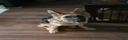 German Shepherd dogs for sale: Gorgeous Female German Shepherd Puppy  - Advert 4