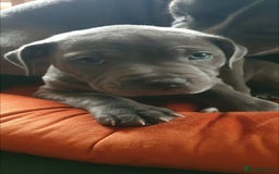 Staffordshire Bull Terrier dogs for sale: ❤️❤️ Ready for forever home ❤️❤️ - Advert 18