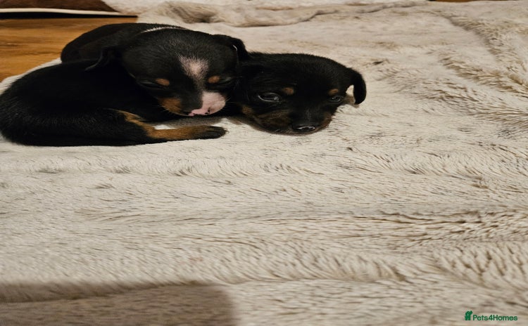 Mixed Breed dogs - Advert 15