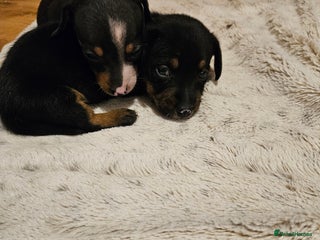 Mixed Breed dogs - Advert 9