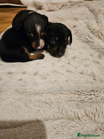 Mixed Breed dogs - Advert 15